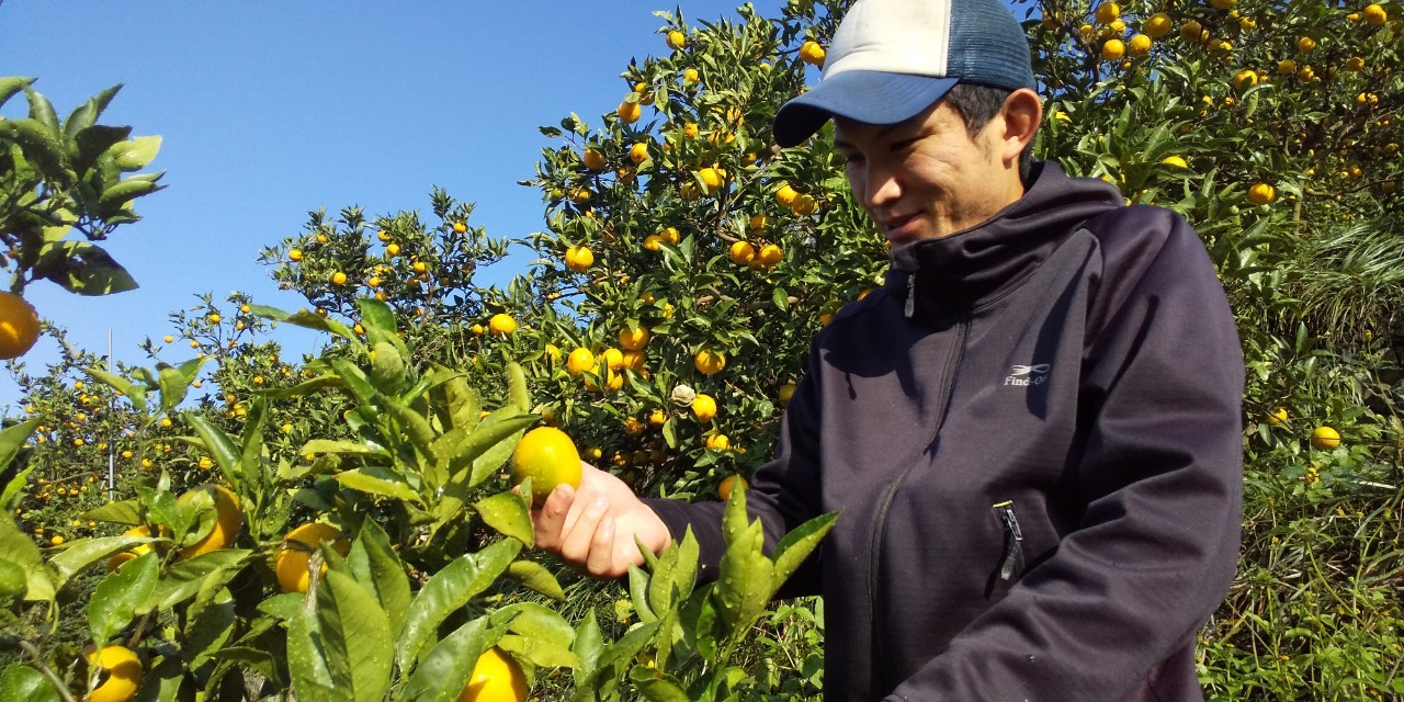 有田みかんを見る太田