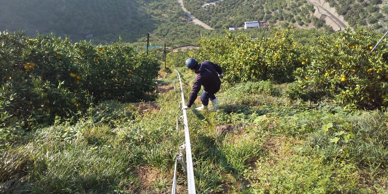 みかん畑を降りる太田君