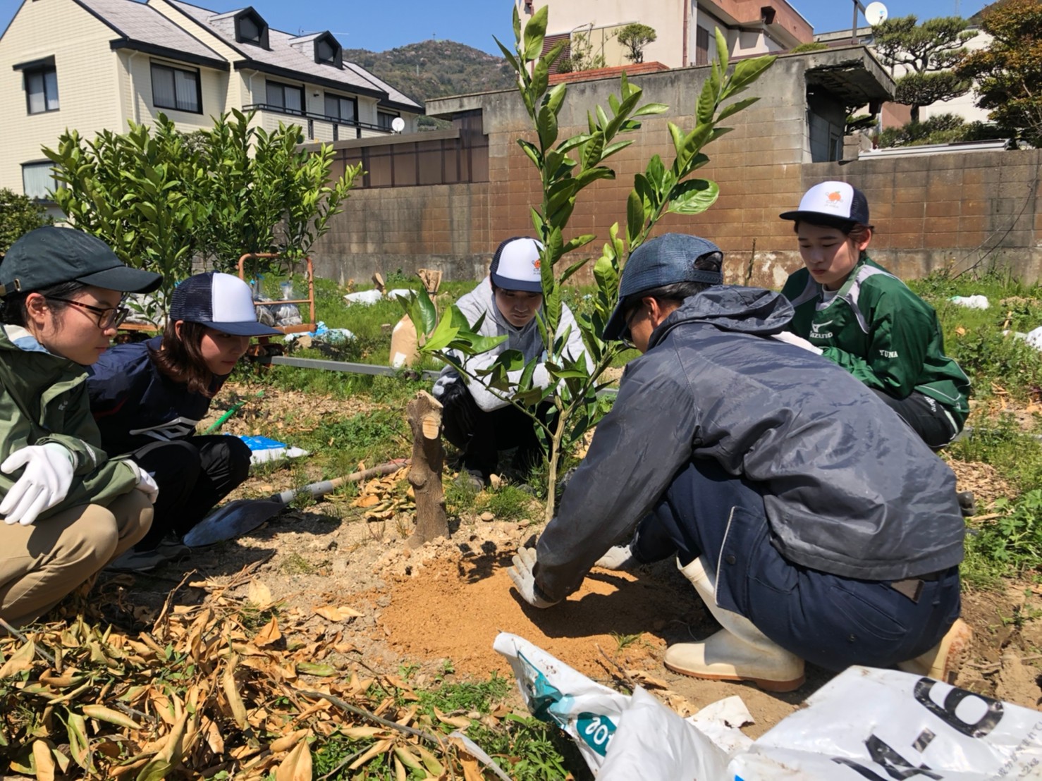 新入社員がみかんの樹を植えます。