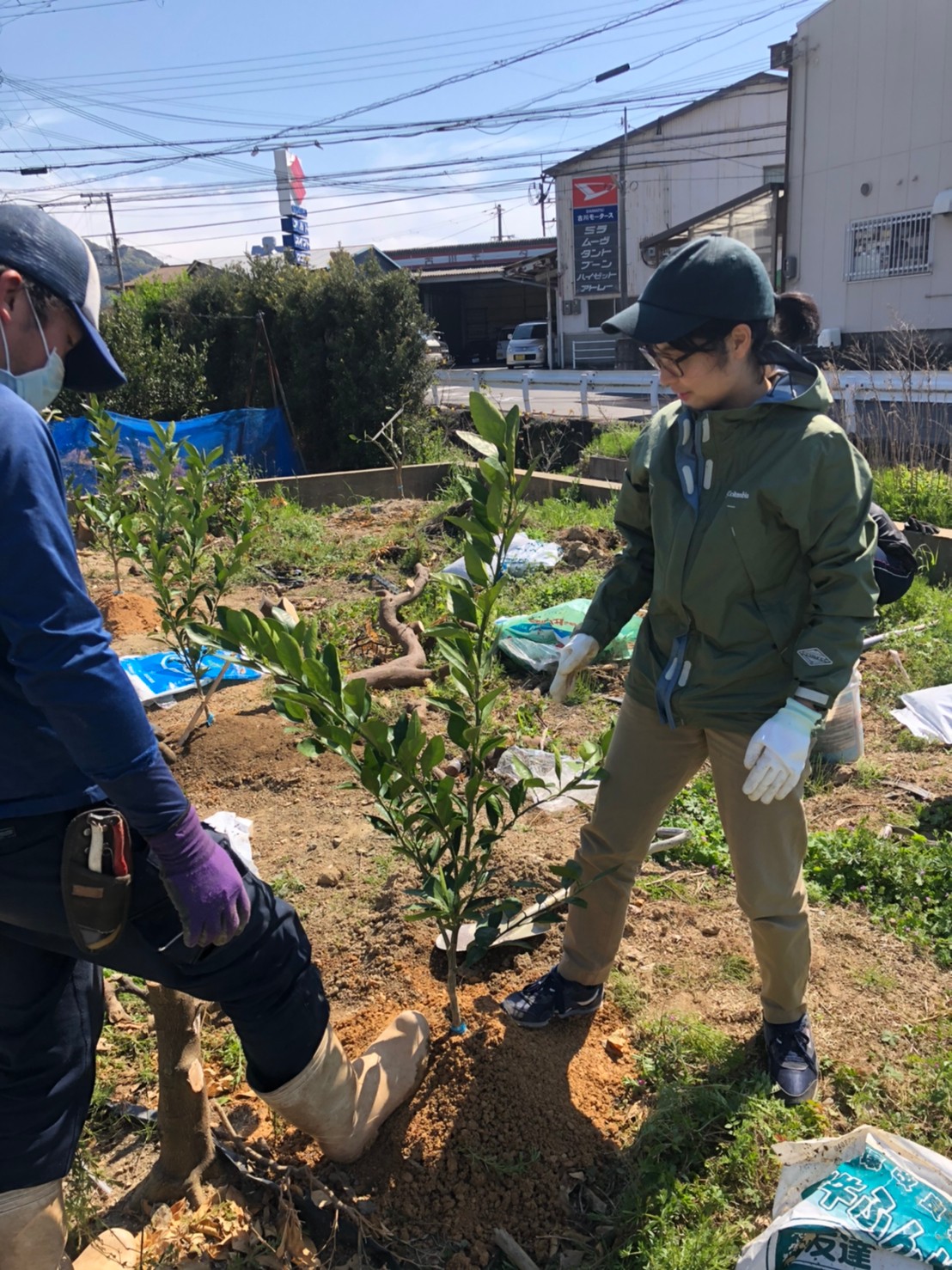 新入社員相澤さんみかんの樹植えます
