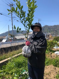 有田みかんの苗木を植えます