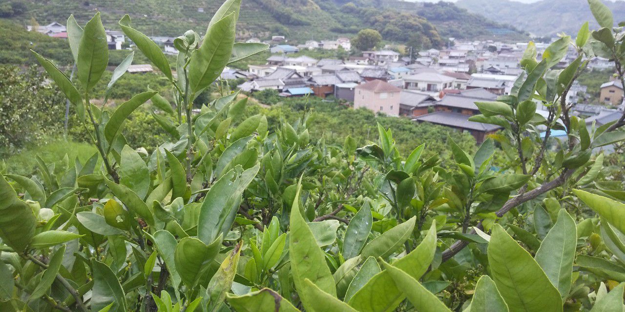 みかんの樹　樹冠上部摘果後の様子