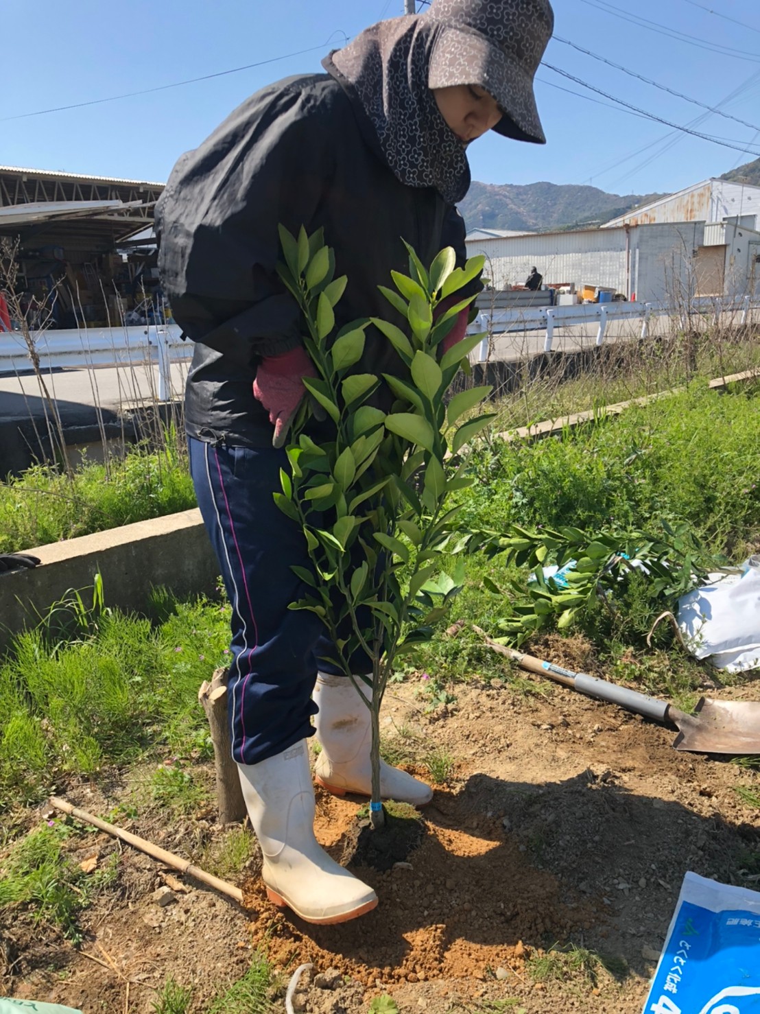 苗木にかけた土を踏み固めます