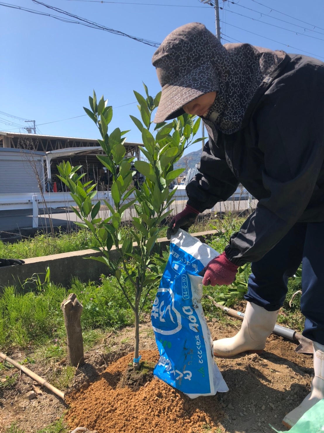 苗木に土をかぶせます