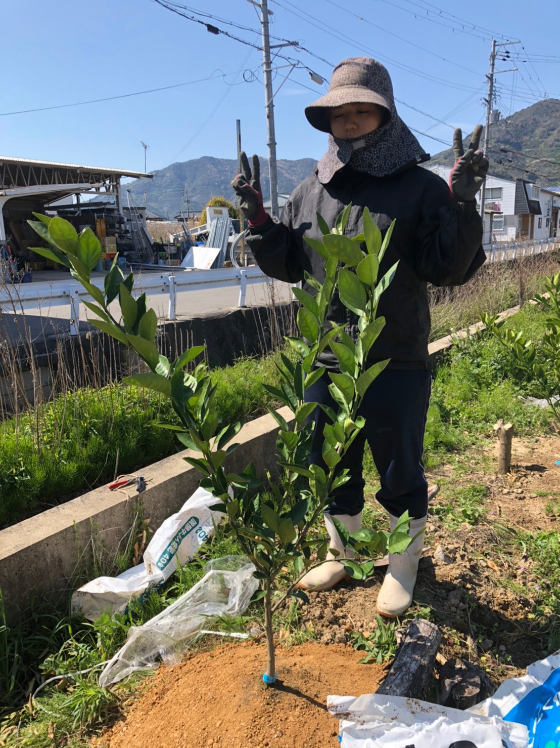 苗木を植え終わりました