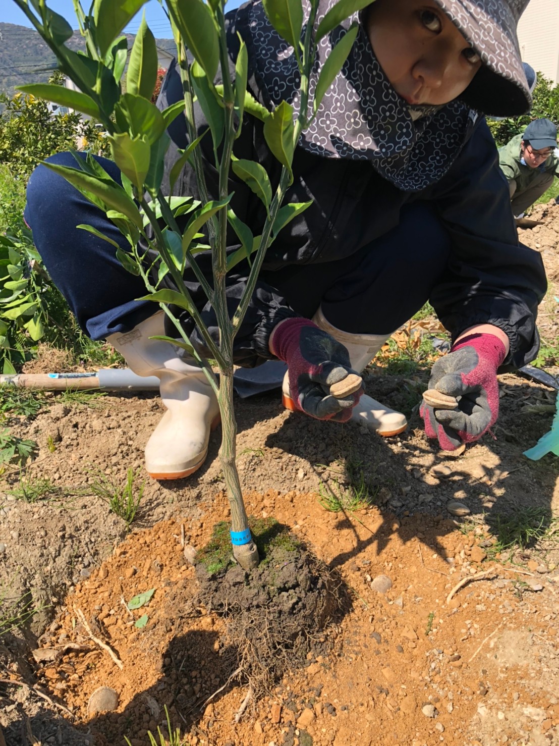 苗木に肥料をあげます