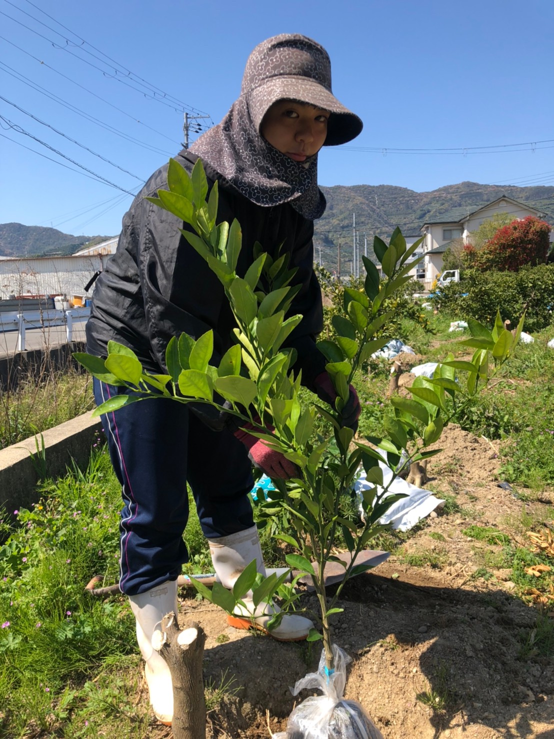 みかんの苗木を植える位置を決めます