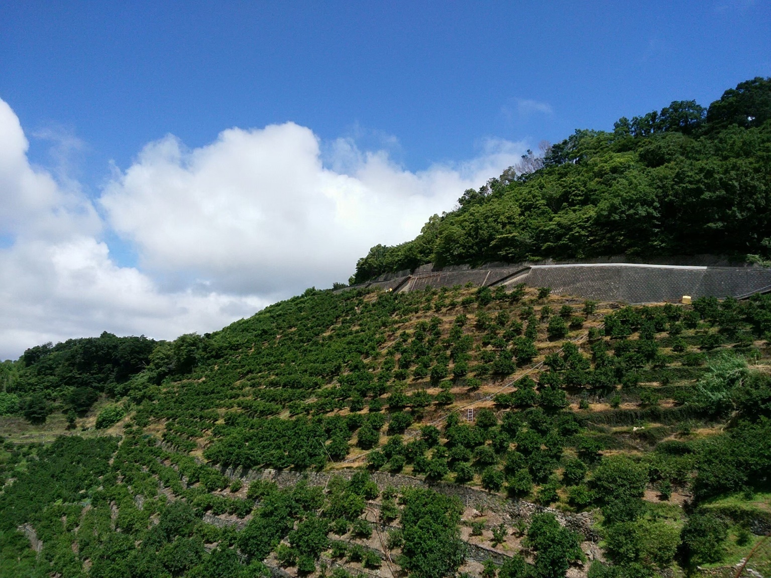 畑の写真　園地名　新林