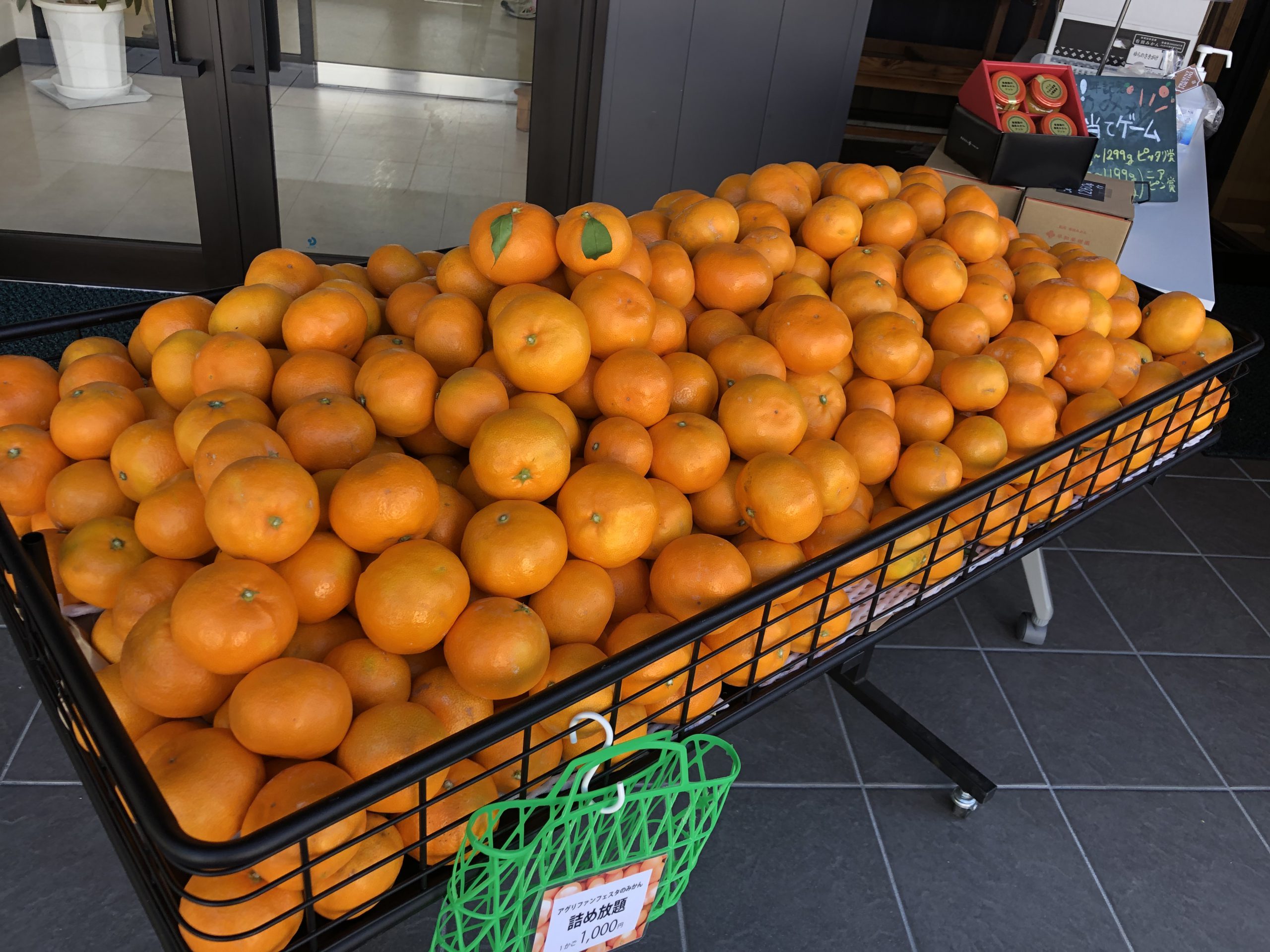 早和果樹園の園地で育った採れたてみかん。葉っぱも青々しています。台車に山盛りに乗せてお待ちしています。