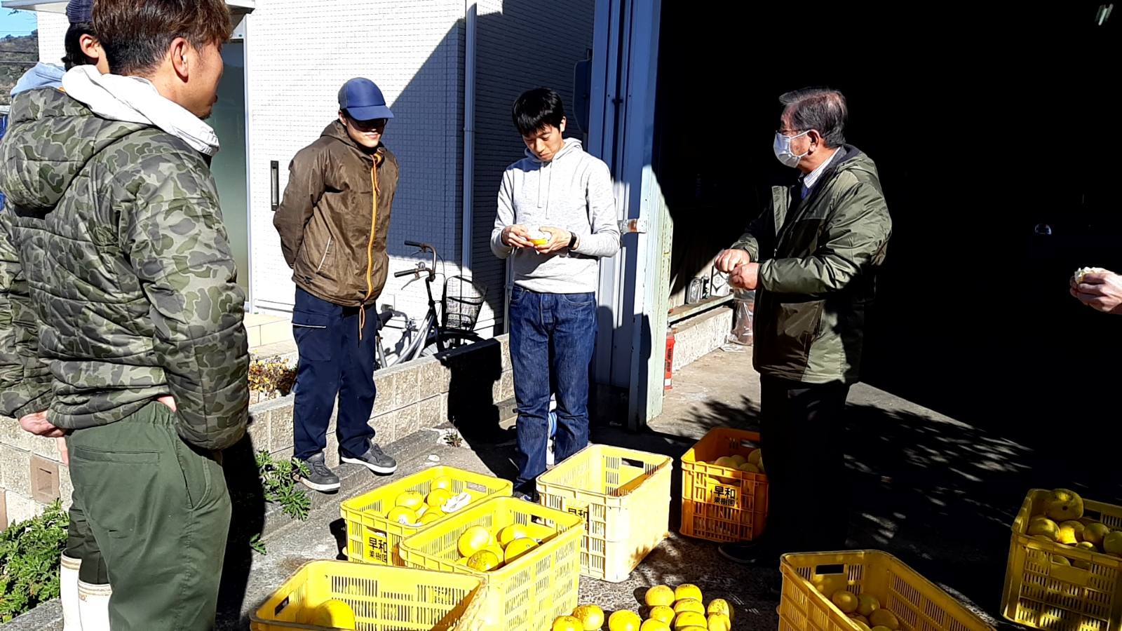 皆で今年の早和の香の状態を確認中…🍊