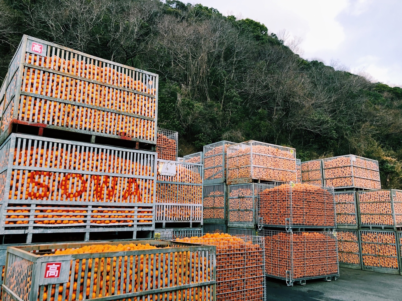 コンテナへ積まれた有田みかんの山