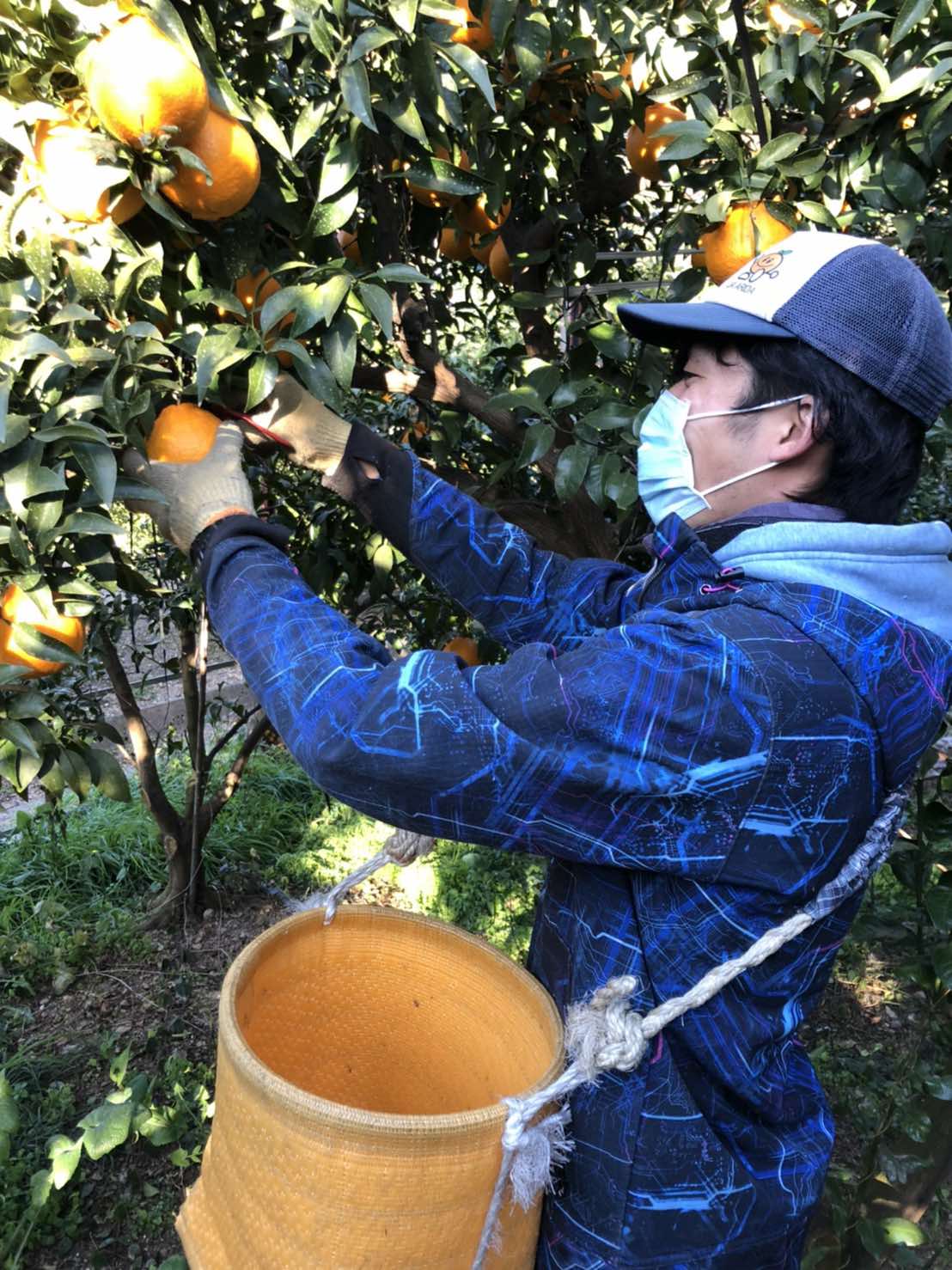 しらぬいを収穫する古田さん