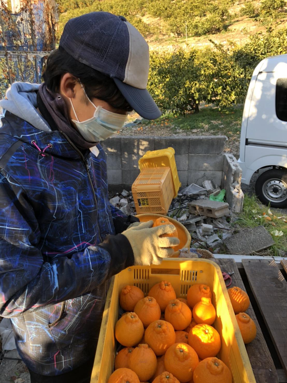 収穫したしらぬいを真剣にみつめる古田さん。
今年の出来栄えは？