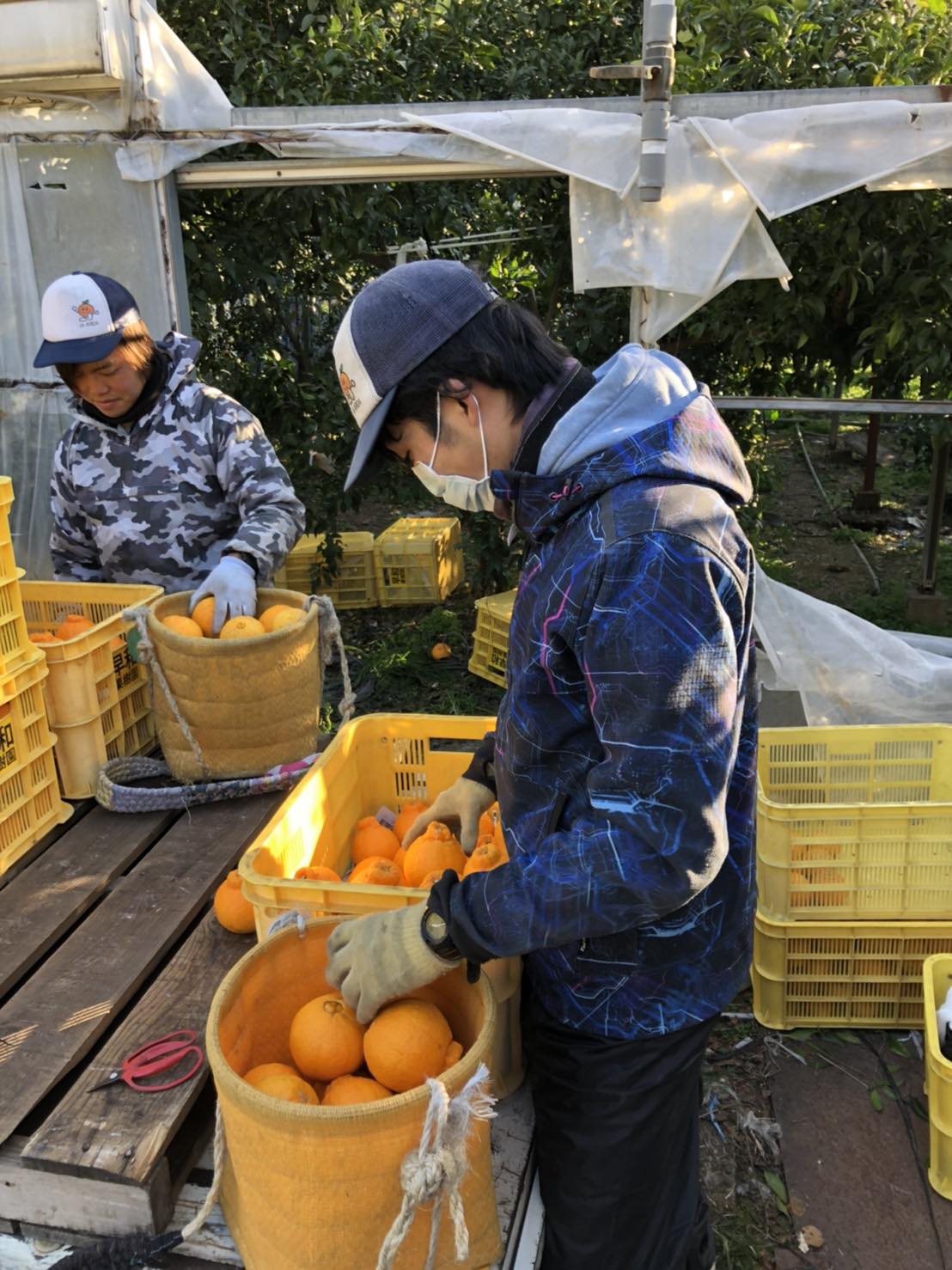 収穫したしらぬいをコンテナに移していきます