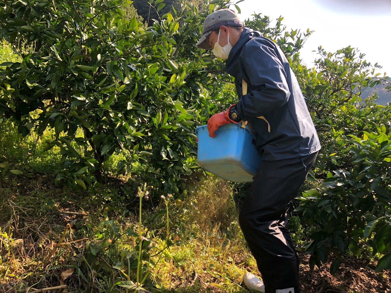 山中君の初めての春肥散布！
とても楽しそうです🍊