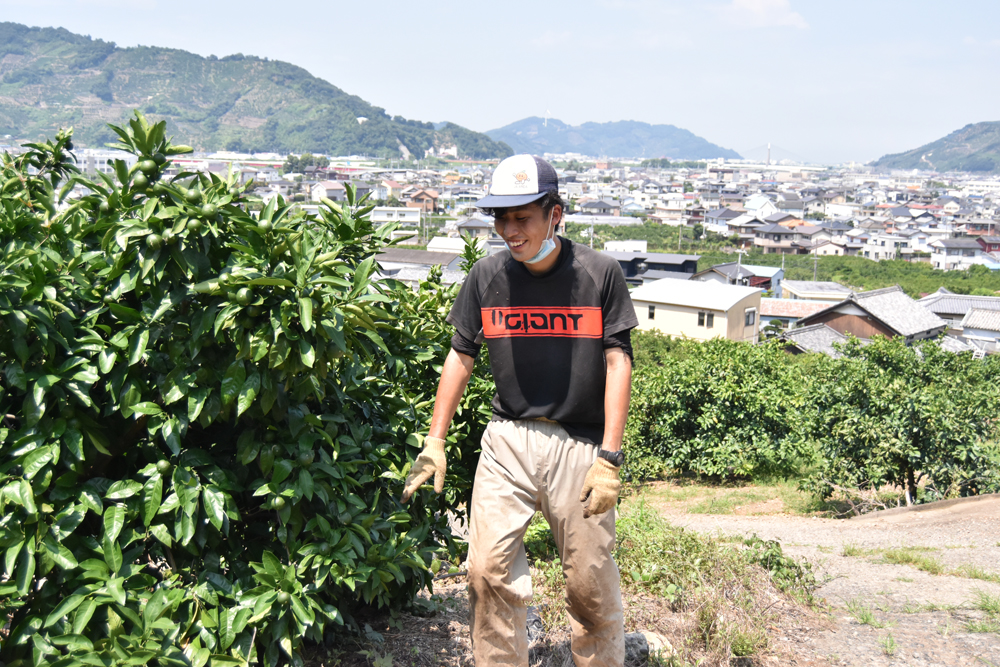 古田さんの園地・上伝のみかんを楽しみにしています！