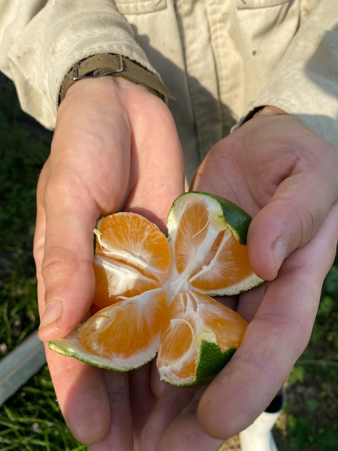 果汁が溜まってきている新林の果実