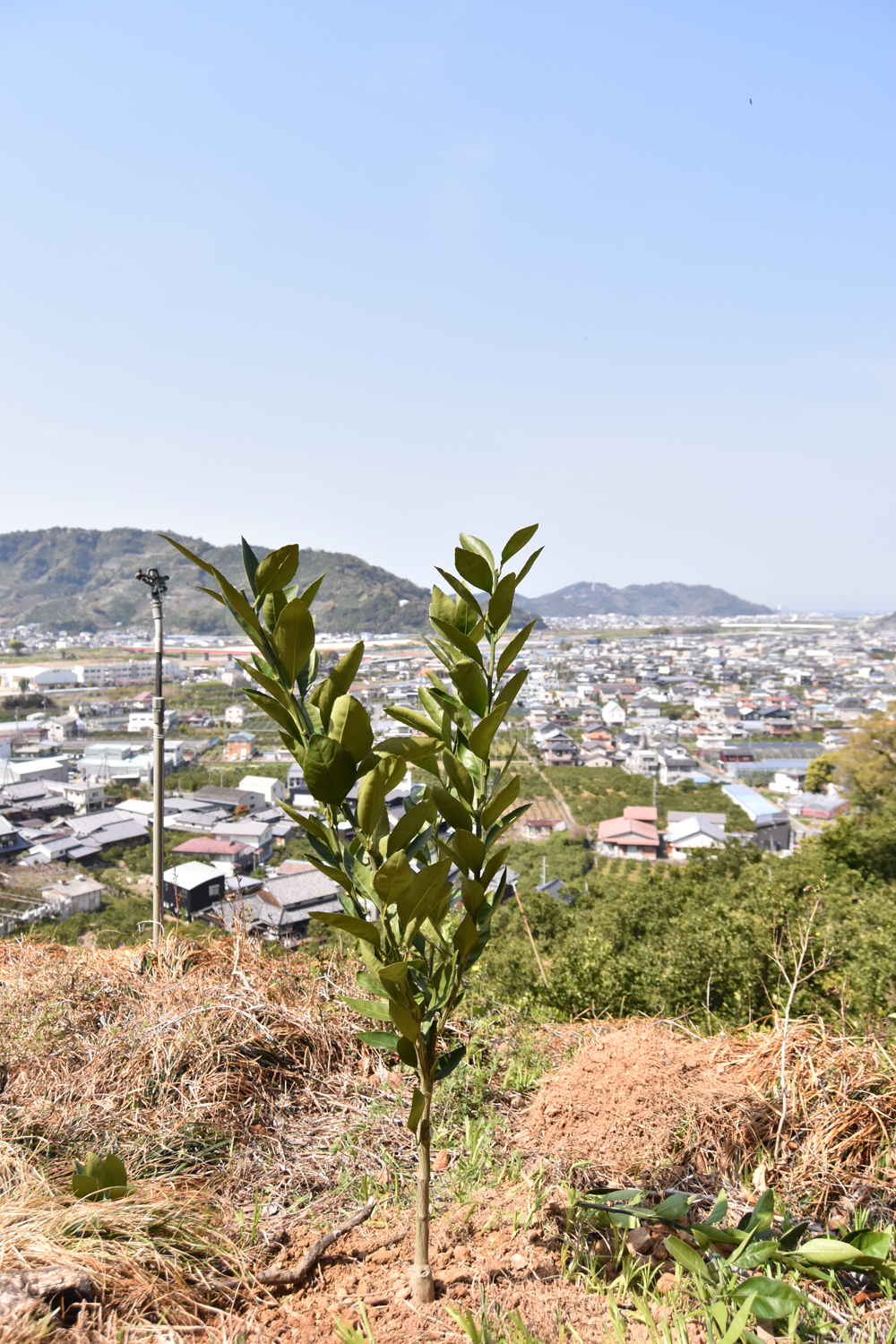 定植の様子をお届けします