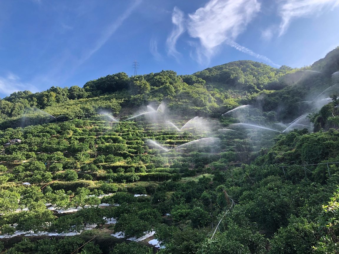 灌水の様子
