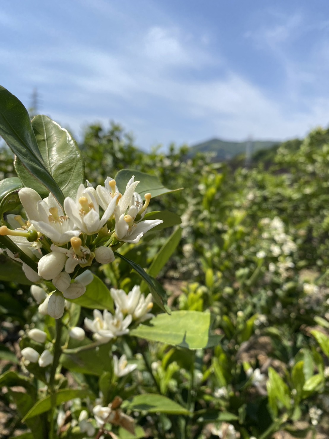 和歌山有田のみかんの花